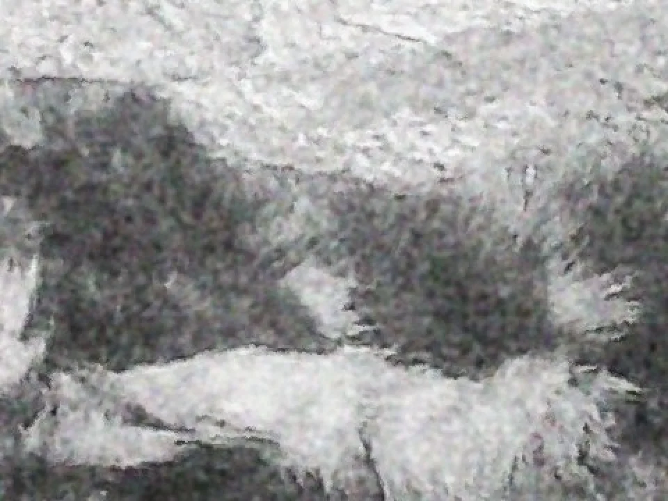 A sleeping cat's fur up close, in coarse film grain