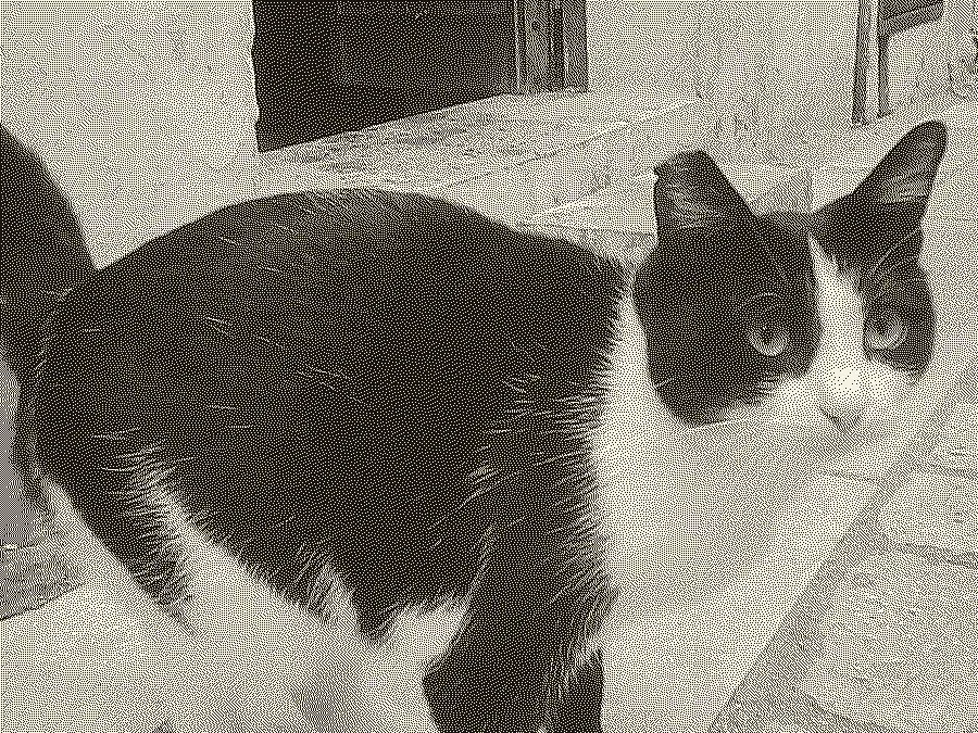 A black and white cat in hard 1-bit dots